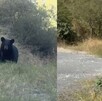 Oso entre la maleza en San Pedro Garza García.