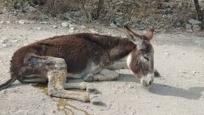 Burro con expresión triste tirado sobre un campo abandonado.