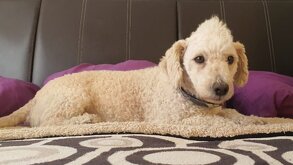 'Gordito', perrito tipo french desaparecido en la GAM