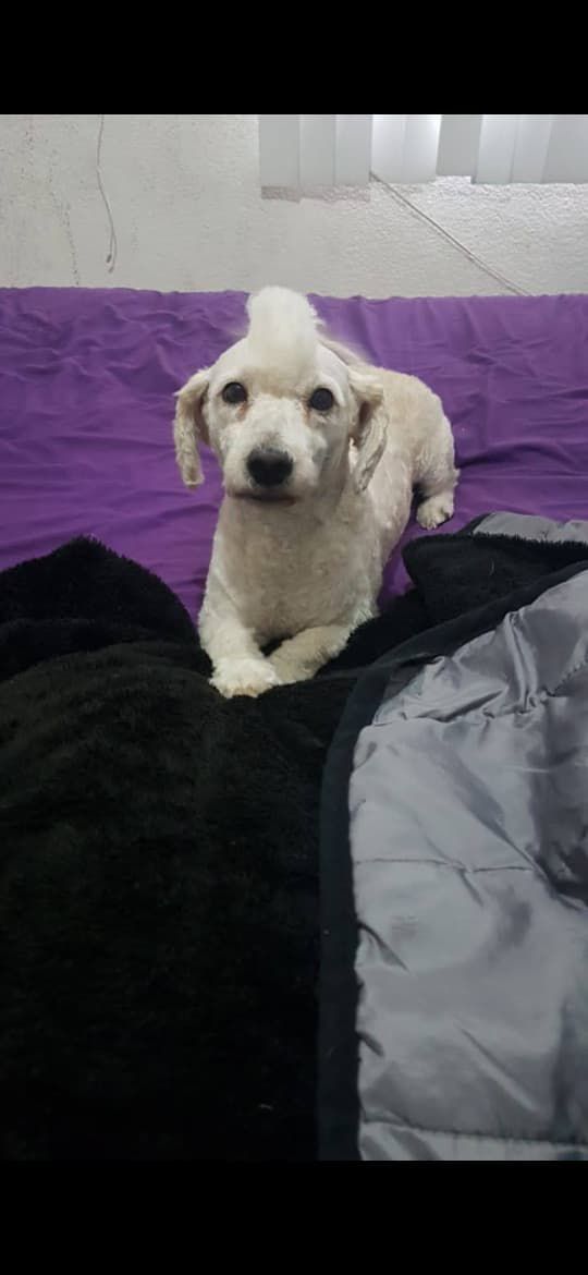 'Gordito' perrito tipo french que desapareció en la GAM