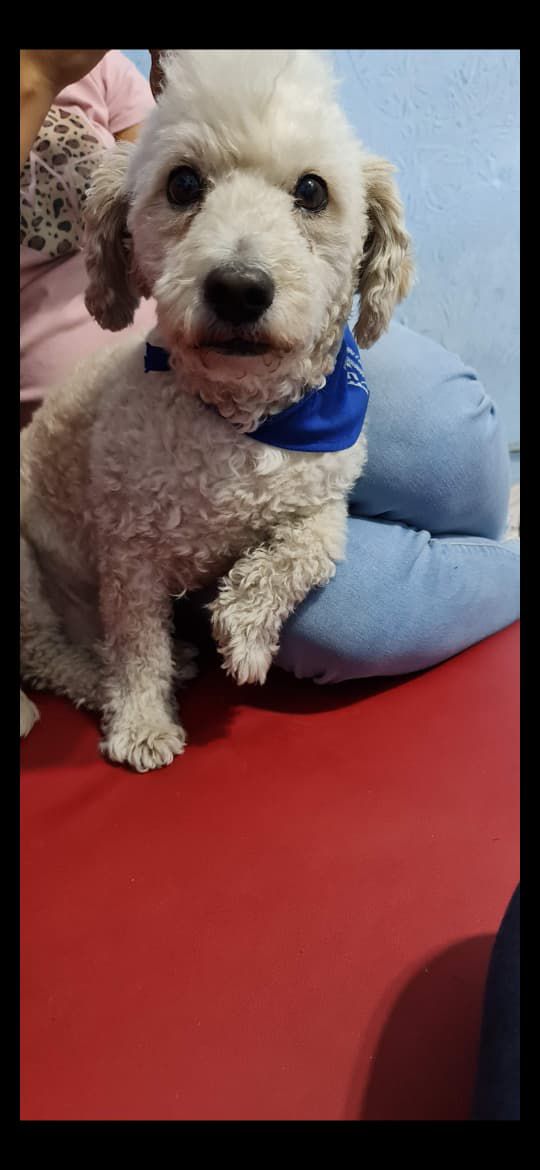 'Gordito' es color blanco y tiene una moicana