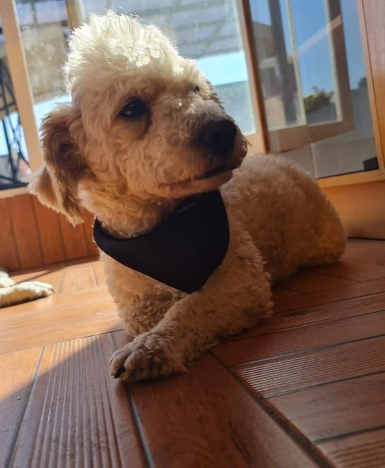 Perrito 'Gordito', desaparecido en la GAM