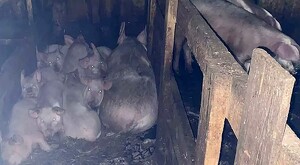 Cerdos amontonados en un corral con palos de madera con los ojos brillosos por el flash de la cámara