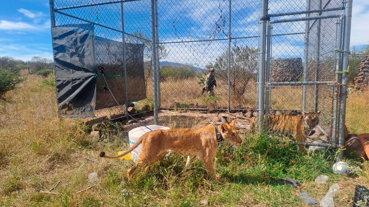 El tigre de bengala rescatado en Jiquilpan fue localizado en una jaula sin techo | Foto: Especial