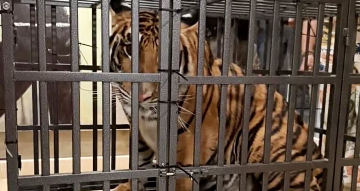 Tigre pequeño viendo sentado dentro de una jaula viendo a la cámara con oficiales de la FGR y la marina detrás
