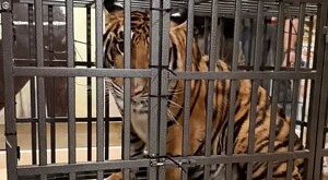 Tigre pequeño viendo sentado dentro de una jaula viendo a la cámara con oficiales de la FGR y la marina detrás