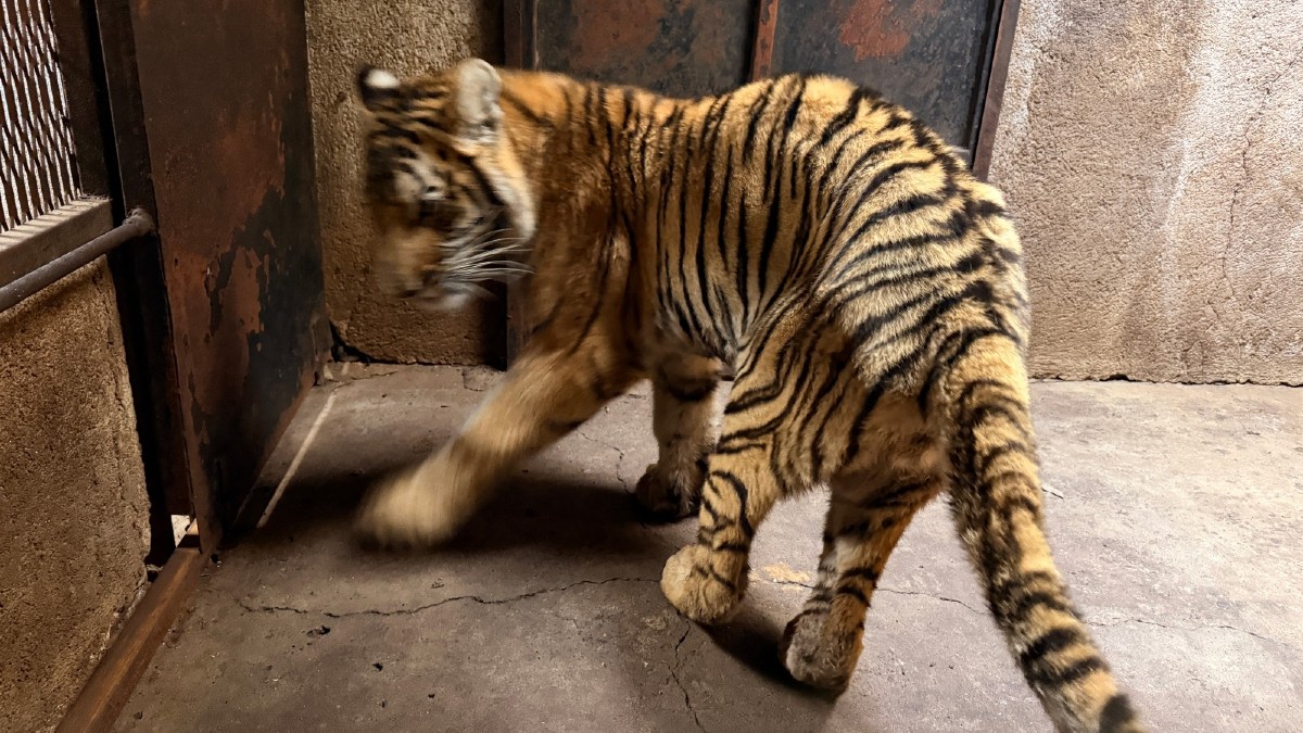 Veterinarios del Zoológico de Morelia detectaron daño renal, desnutrición y deshidratación en los felinos rescatados.