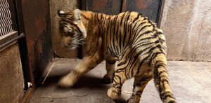 Veterinarios del Zoológico de Morelia detectaron daño renal, desnutrición y deshidratación en los felinos rescatados.