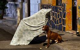 Perrito junto a su dueño muerto