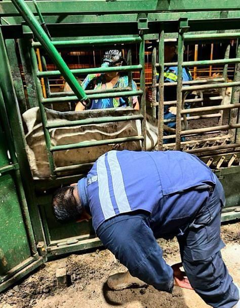 Identifican segundo caso de gusano barrenador en Jalisco