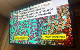 Imagen aluciva al hongo que está en La Primavera