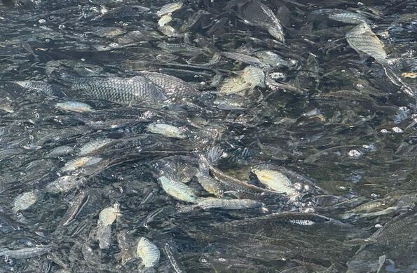 Algunos ejemplares de peces aún aleteaban, mientras que otros ya se encontraban sin vida, flotando o en el fondo del lago.