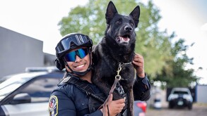 Vico, perrito policía de Chihuahua que perdió la vida mientras cumplía con su deber.