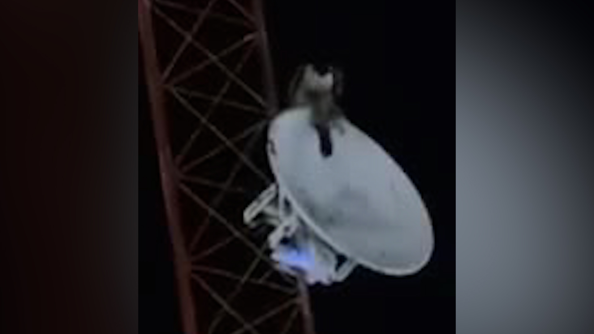 El video muestra la cruda realidad del ecosistema en una zona urbana.