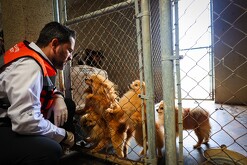 Perros rescatados siendo salvados de criadero en Juárez, Nuevo León.