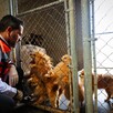 Perros rescatados siendo salvados de criadero en Juárez, Nuevo León.