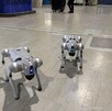 Perros robots durante el recorrido en el Estadio BBVA.