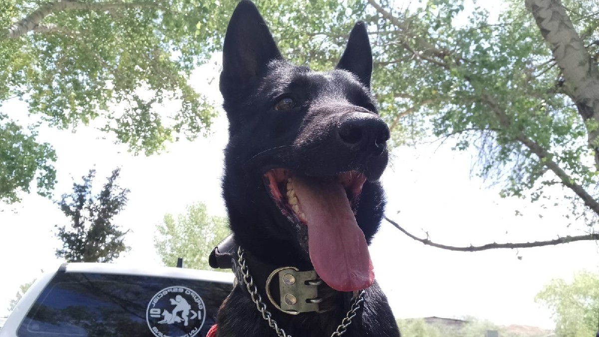 El agente canino “Vico”, estuvo al servicio del K9 de la Policía Municipal de Chihuahua, murió en el cumplimiento de su deber.