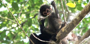 Mono araña Ateles geoffroyi