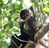Mono araña Ateles geoffroyi