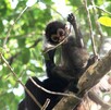 Mono araña Ateles geoffroyi