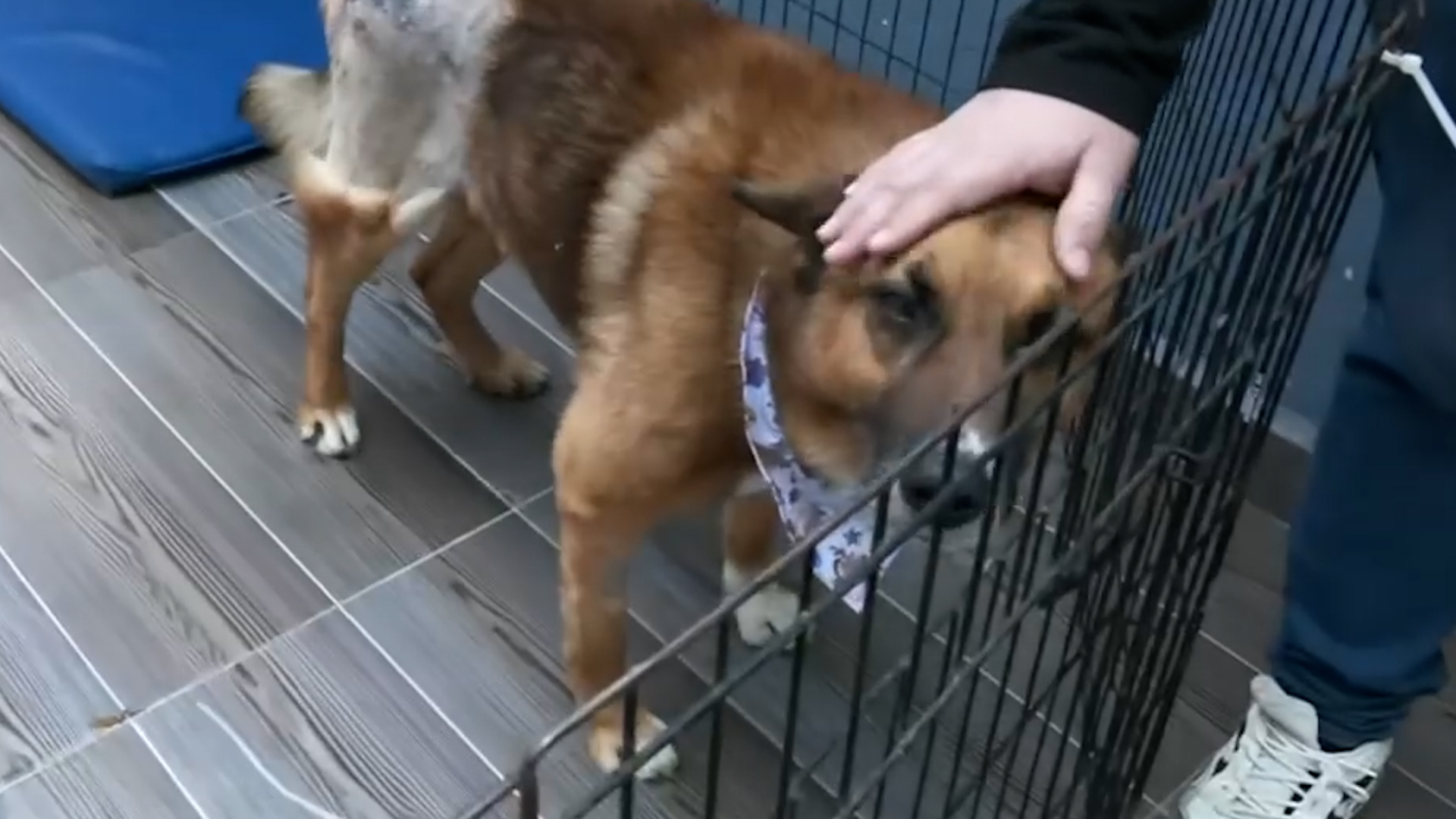 Tras una compleja cirugía de cadera, Lobito evoluciona satisfactoriamente. A pesar de su edad y el trauma, el perrito ya camina y espera ser adoptado.