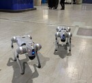 Perros robots durante el recorrido en el Estadio BBVA.