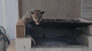 Tlacuache que fue rescatado del patio de una vivienda en Lerdo, Durango.