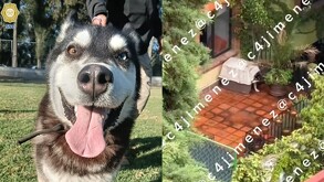 Perrito husky es rescatado tras ser víctima de maltrato en la Álvaro Obregón.