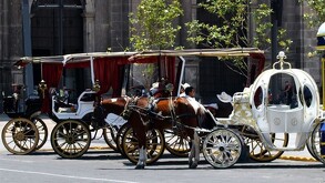 Actualmente 55 calandrias eléctricas operan en el Centro Histórico de Guadalajara.