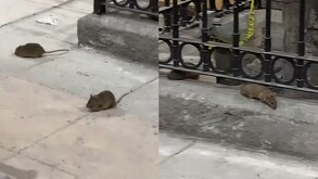 Ratas caminando en paseo comercial Morelos en Centro de Monterrey