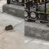 Ratas caminando en paseo comercial Morelos en Centro de Monterrey