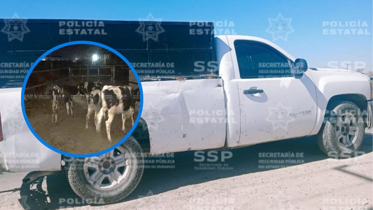 Elementos de la Policía Estatal lograron la detención de un individuo y el aseguramiento de seis ejemplares de ganado bovino en Gómez Palacio