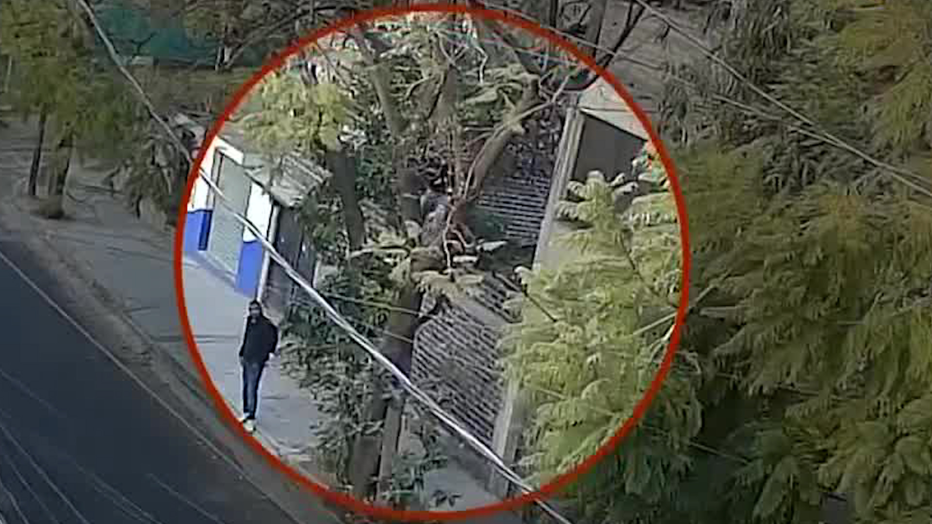 Un par de sujetos suben a la copa de los árboles para entrar a las casas a robar. Vecinos muestran miedo.