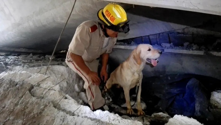 Una amistad a prueba de trámites: 'Sam', héroe canino que lucha contra los escombros de la burocracia para pasar sus últimos días en un hogar digno