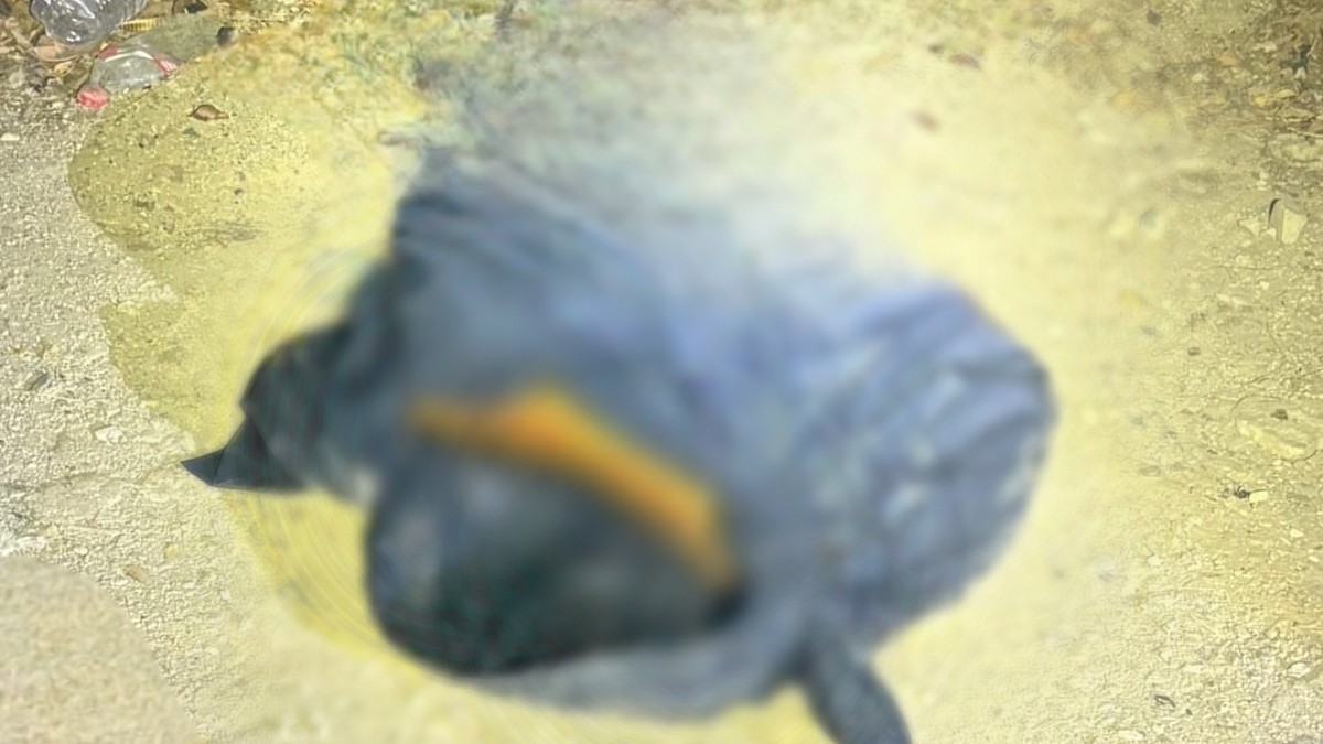 una bolsa negra con restos humanos abandonada en acapulco