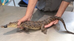 Se observa un cocodrilo amarrado del hocico.