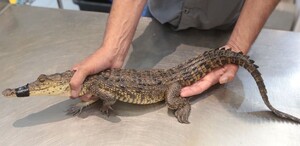 Se observa un cocodrilo amarrado del hocico.