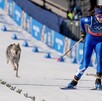 Perro lobo checoslovaco corriendo sobre una pista de nieve al lado de una esquiadora profesional en Juegos Olímpicos de Invierno 2026