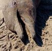 Delfin muerto con el hocico abierto sobre una cama de arena.