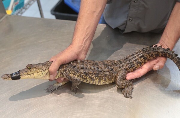 Se observa un cocodrilo amarrado del hocico.