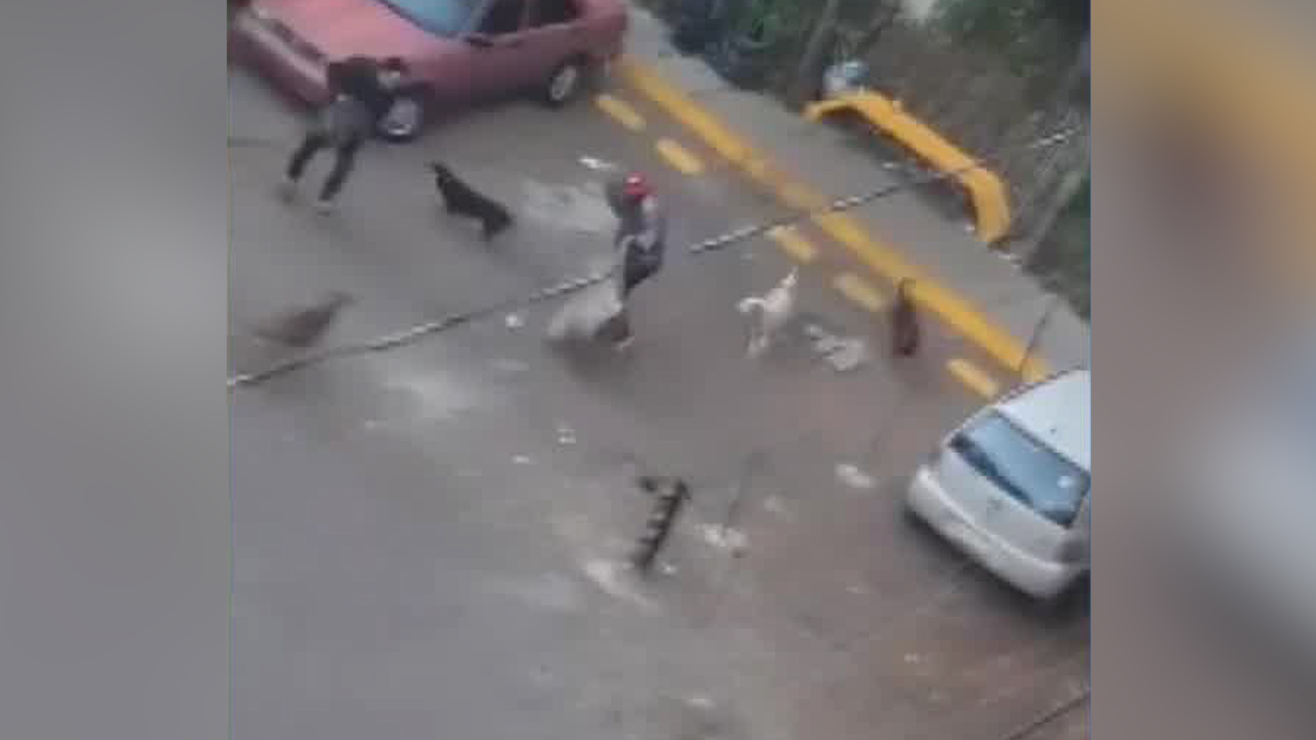 Vecinos de la unidad aseguran que un hombre que se dedica a pepenar es el dueño de los animales.