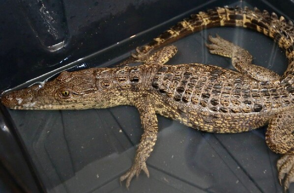 Se observa un cocodrilo no tan grande color verde con café.