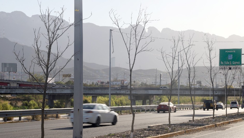 Plantan árboles secos en avenida Constitución