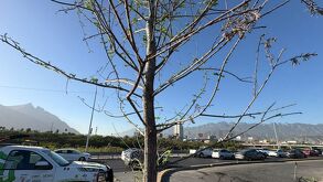 Árboles en constitución floreciendo