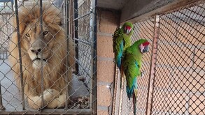 Se explicó que este tipo de fauna requiere cuidados especializados, espacios adecuados y supervisión técnica