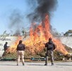 Más de 2 toneladas de marihuana fueron incineradas como parte del programa “Bodegas Vacías”.