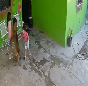 Video de cámara de menor atacada por perro.