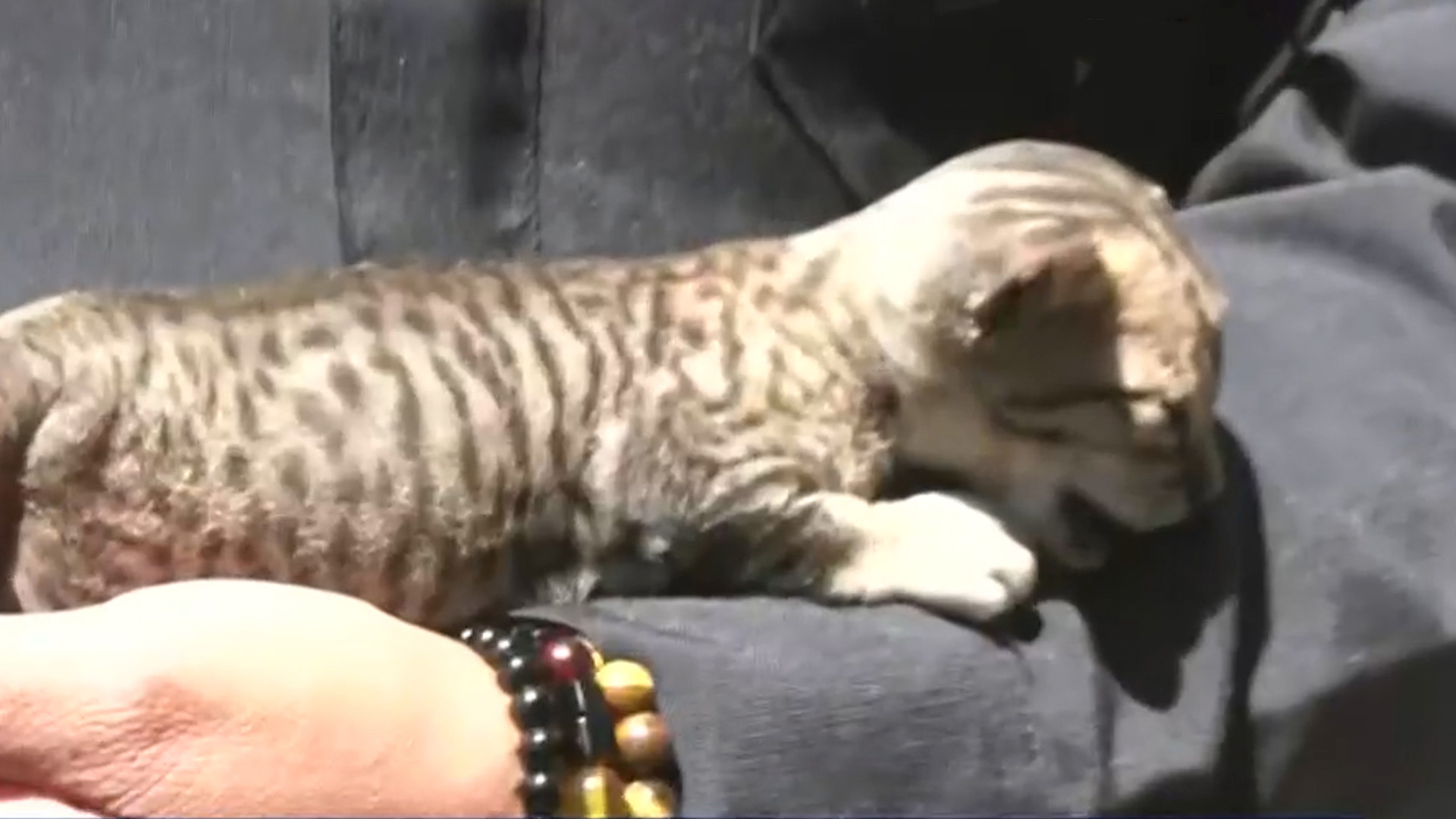 El animalito fue hallado como una brasa tras un incendio forestal. Las autoridades ya investigan cómo llegó esta especie a la zona.