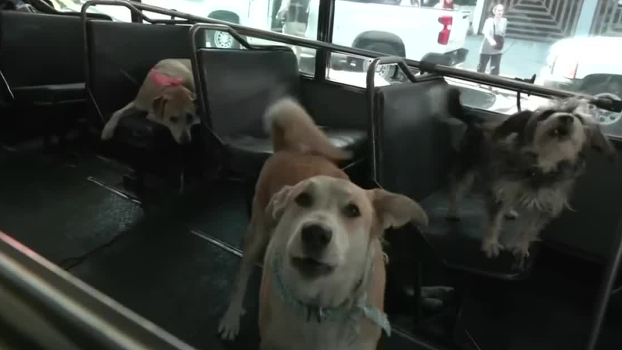 Vecinos de la colonia Del Valle Norte, en la alcaldía Benito Juárez, denunciaron a un paseador de perros por presunto maltrato animal.